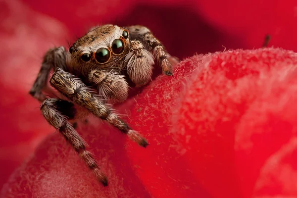 跳跃的蜘蛛和树莓 — 图库照片