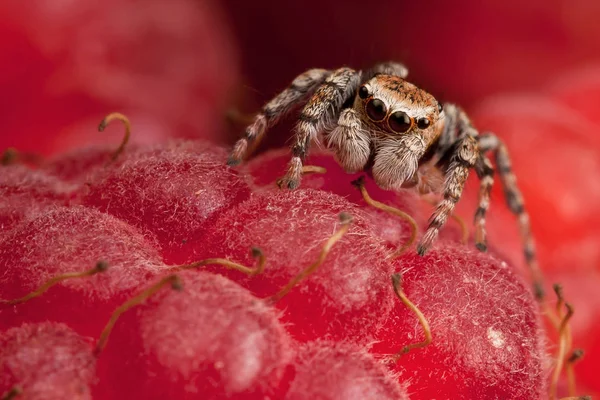 Araña saltarina y frambuesa — Foto de Stock