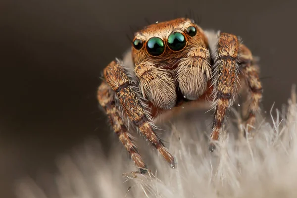 Portrait of a jumping spider — Stock Photo, Image
