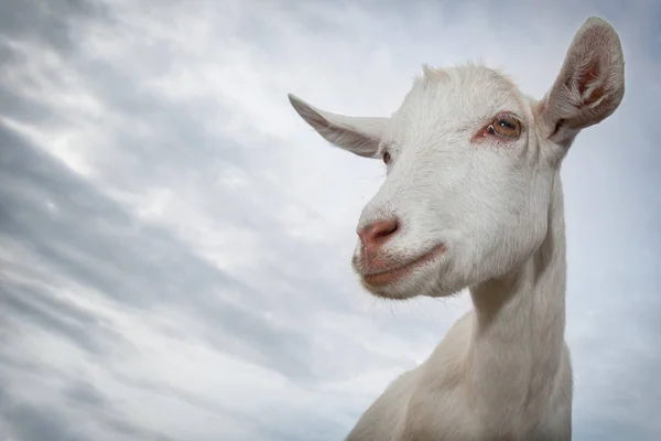 Koza Biały Portret Tle Niebieskiego Nieba — Zdjęcie stockowe