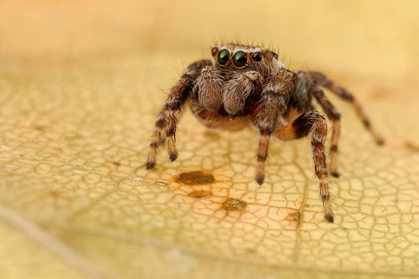 Jumping Spider Portrait Yellow Autumn Leaf — Stock Photo, Image