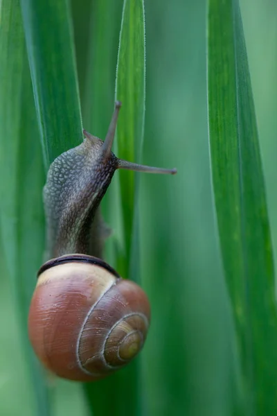 As snail posed — Stock Photo, Image
