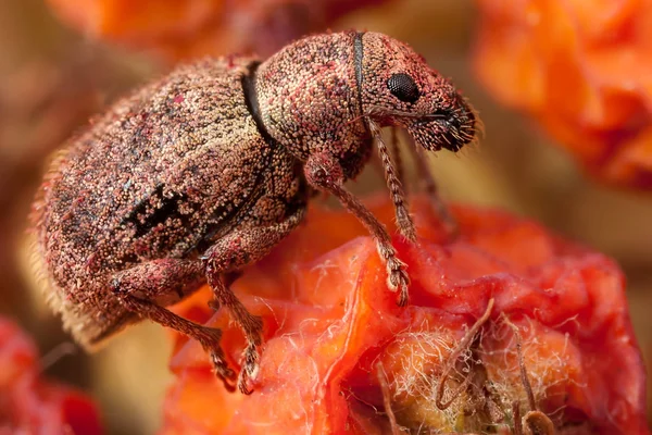 Polydrusus bug på torkat upp ashberry — Stockfoto