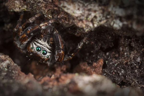 Spinnenmaskierung Auf Der Baumrinde — Stockfoto