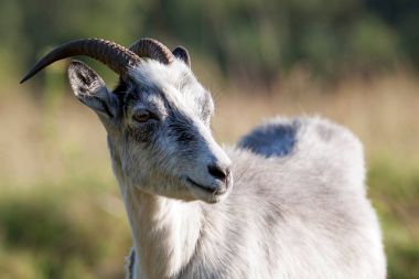 Gümüş rengi güzel keçi çayırda
