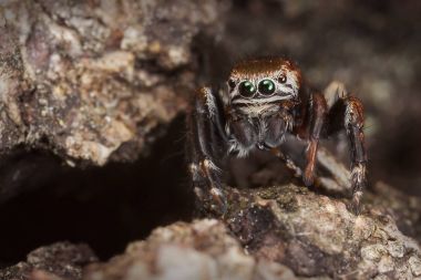 Ağaç kabuğu üzerinde örümcek atlama 