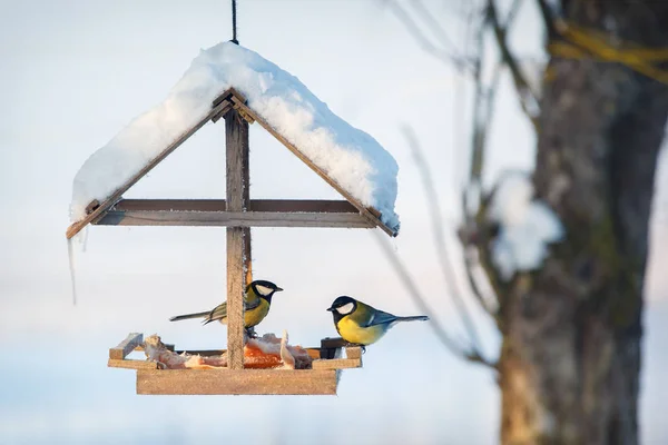 Two Tit Snowy Winter Bird Feeder Eating Pork Fat — Stockfoto