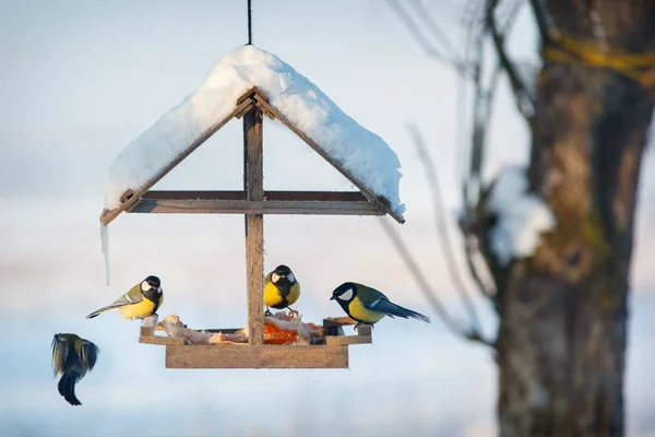 Four Tit Snowy Winter Bird Feeder Eating Pork Fat — Stockfoto