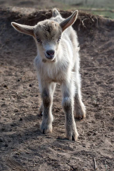 Goatling — Stock Photo, Image