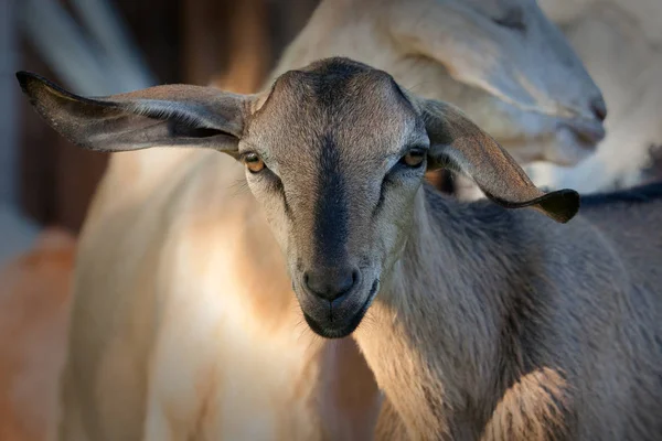 Anglo Nubian Goat Very Large Ears Portrait — Stock Photo, Image