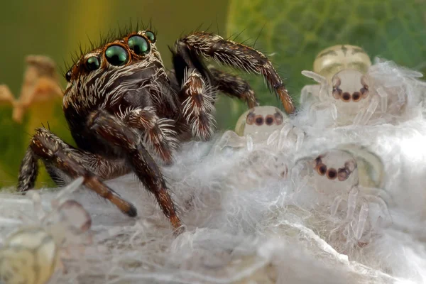 Spider e i suoi bambini piccoli — Foto Stock