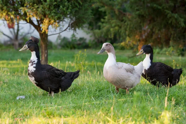 Tres Patos Caminando Jardín — Foto de Stock