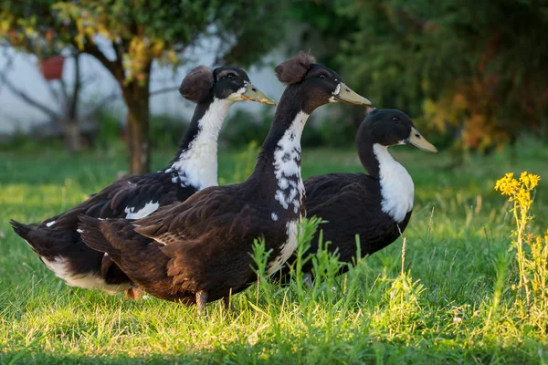 Tres Patos Caen Rango — Foto de Stock
