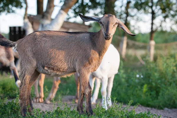 Brown Anglo Nubian Goat Big Ears — Stock Photo, Image