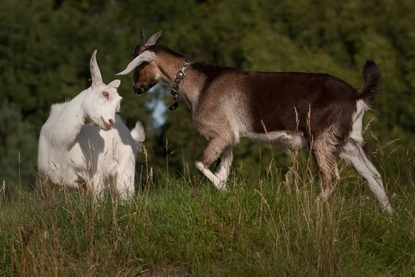 Two Goats Fight Hill — Stock Photo, Image