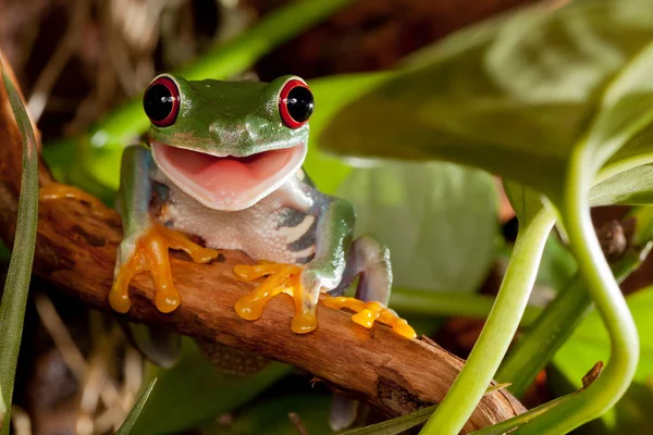 Red-eyed tree frog smile