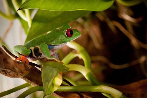 ジャングルの中で赤い目のカエル — ストック写真