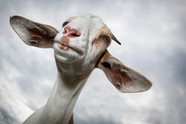 Chèvre Avec Grandes Oreilles Dans Ciel Fond — Photo