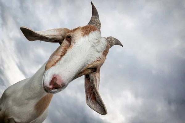 Une Jolie Chèvre Air Coquette Avec Grandes Oreilles — Photo