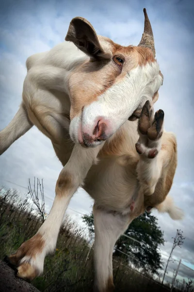 Cabra Con Pierna Levantada Muestra Sus Pezuñas —  Fotos de Stock