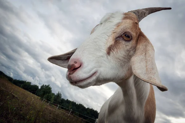 Nubiska Get Med Horn Molnet Bakgrunden — Stockfoto