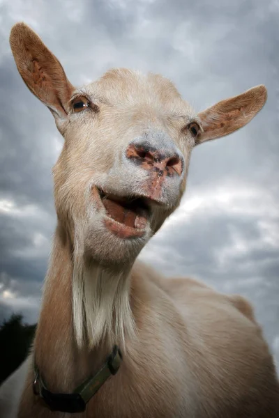 Retrato Una Cabra Riendo Fondo Nube —  Fotos de Stock