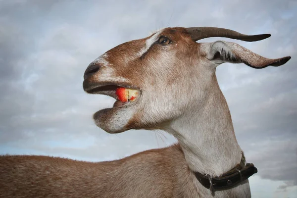 Chèvre Marron Drôle Mâcher Pomme Rouge — Photo