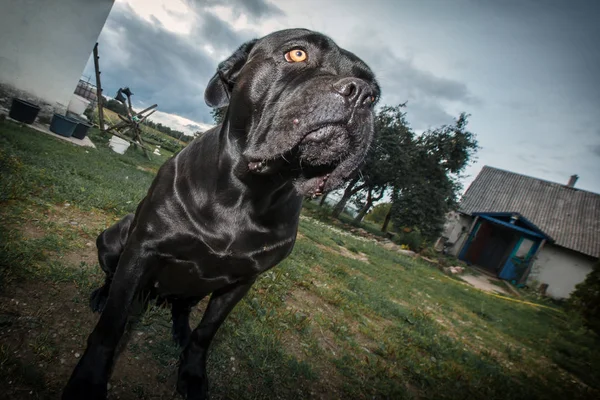Мечтательная Собака Деревне Старый Хус — стоковое фото