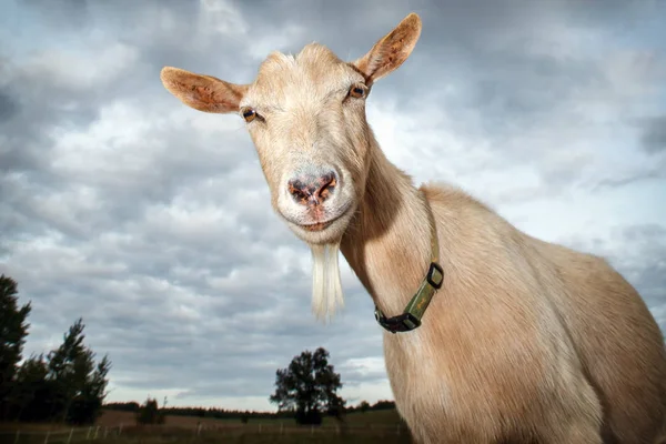 Goat Look Camera Cloud Background Dreams — Stock Photo, Image