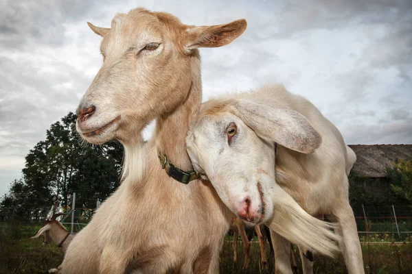 Two Snuggle Nice Goats — Stock Photo, Image