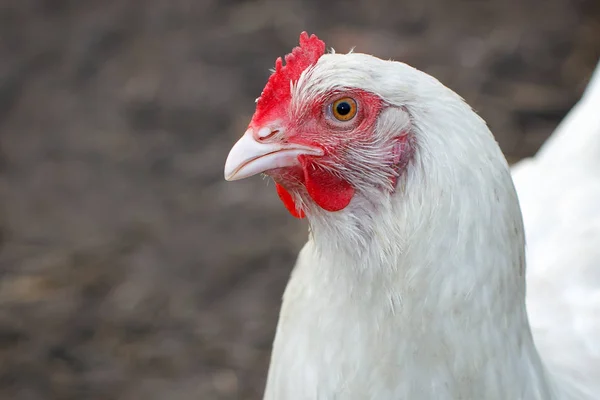 Kahverengi bir arka plan üzerinde beyaz tavuk portre