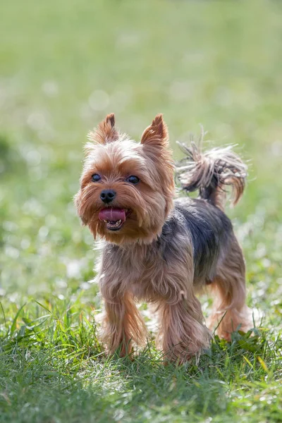 Yorkshire Terrier — Stockfoto