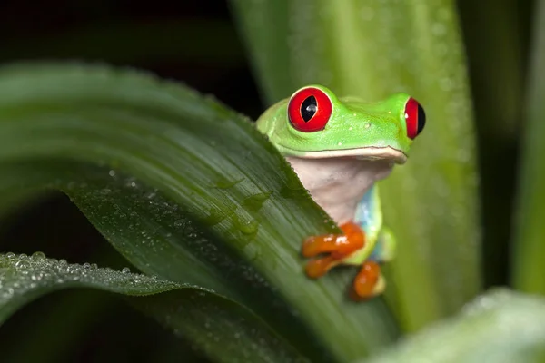 红眼睛的树蛙躲在树叶后面 — 图库照片
