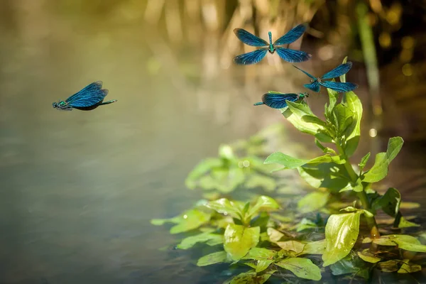 Flygande vackra, blå jungfruslända och floden — Stockfoto