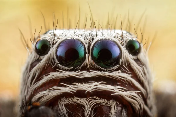 Skoki portret pająk — Zdjęcie stockowe