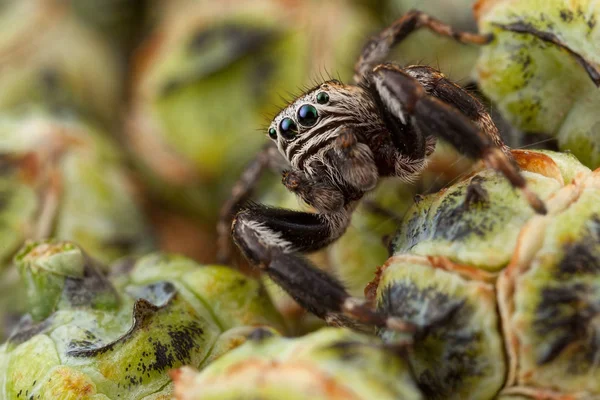 Araña Saltarina Brotes Thuja Verde Como Una Col — Foto de Stock