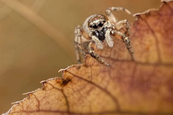 Araña saltarina sobre hoja transparente de otoño — Foto de Stock