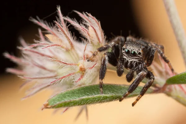 Aranha Saltitante Planta Fofa — Fotografia de Stock