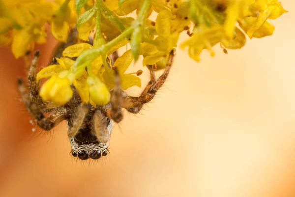 Araña saltarina y flor amarilla — Foto de Stock