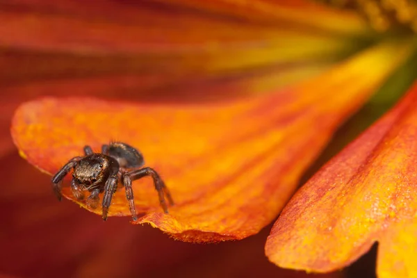 Jumping spider on the orange petal — Stock Photo, Image