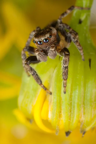 Skákání Pavouk Žluté Bud — Stock fotografie