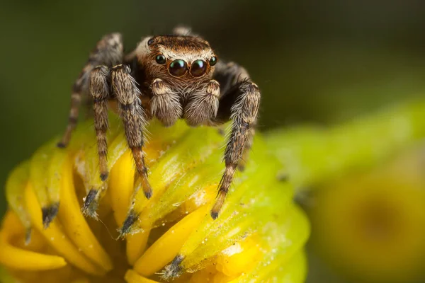 Jumping spider and the yellow bud — Stock Photo, Image