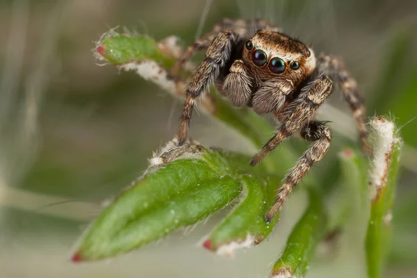 Jumping Αράχνη Περπάτημα Για Πράσινο Φύλλο — Φωτογραφία Αρχείου