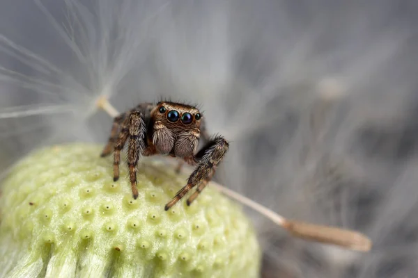 Springende Spinnen- und Löwenzahnsamen — Stockfoto