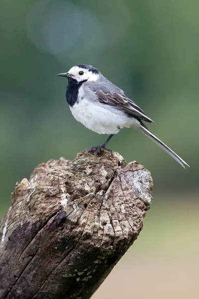 Ärlesläktet — Stockfoto