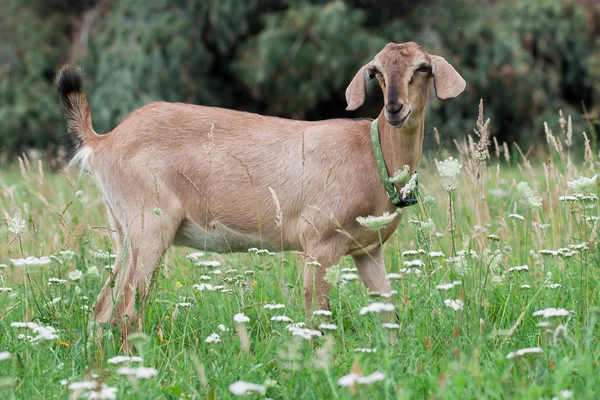 Anglo-Nubian koza — Zdjęcie stockowe