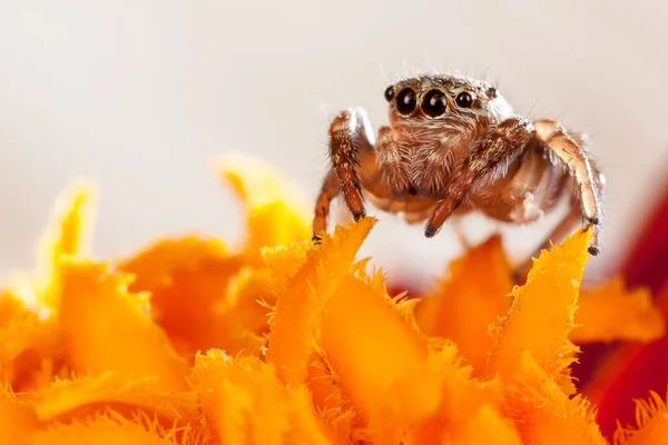 Araña Saltando Sobre Los Pétalos Naranja — Foto de Stock