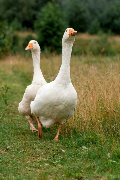 Um par de gansos brancos — Fotografia de Stock