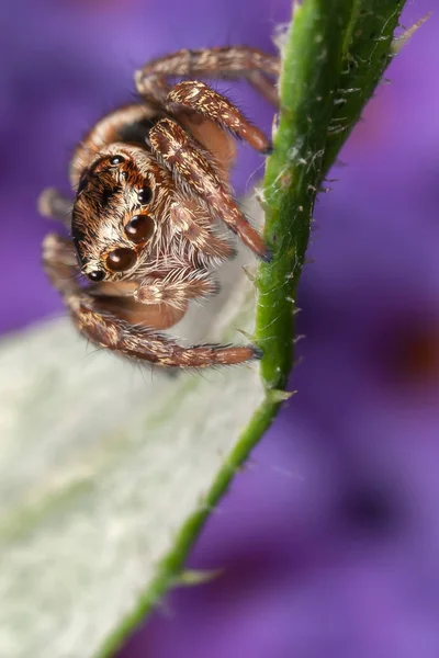 Jumping Spider Leaf — Stock Photo, Image