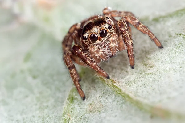 Araña Saltando Sobre Hoja Lana — Foto de Stock